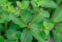 Euphorbia transvaalensis