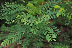 Phyllanthus gunnii