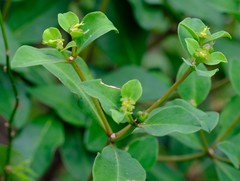 Euphorbia transvaalensis