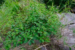 Euphorbia transvaalensis