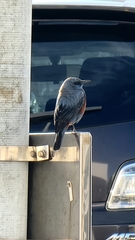 Monticola solitarius