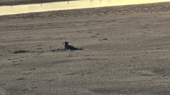 Ichthyaetus hemprichii