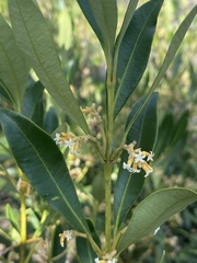 Alyxia spicata