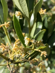 Alyxia spicata