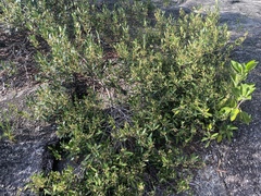Alyxia spicata