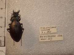Carabus rossii