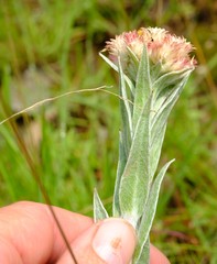 Helichrysum appendiculatum
