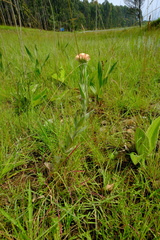 Helichrysum appendiculatum