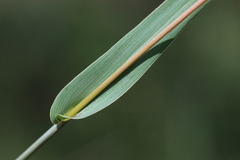 Diheteropogon amplectens