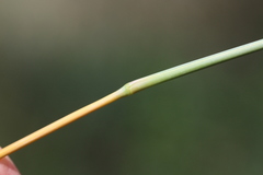 Diheteropogon amplectens
