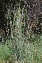 Diheteropogon amplectens
