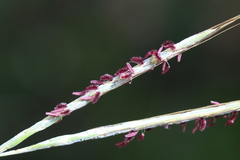 Diheteropogon amplectens