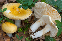 Russula solaris