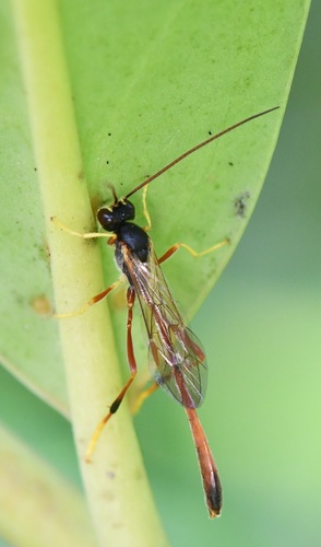 Erigorgus procerus