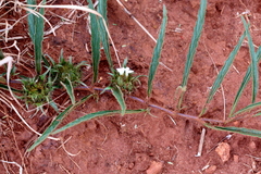 Crabbea angustifolia