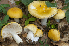 Russula solaris