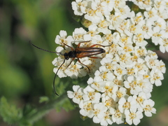 Stenurella jaegeri