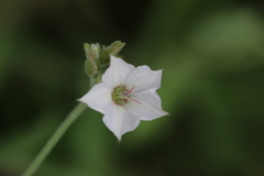 Convolvulus austroafricanus