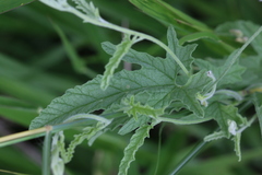 Convolvulus austroafricanus