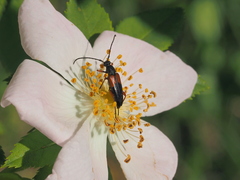 Stenurella jaegeri