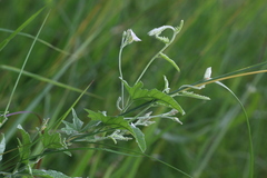 Convolvulus austroafricanus