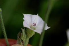 Convolvulus austroafricanus