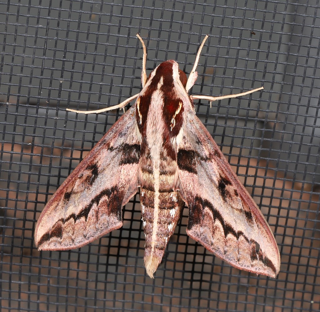 Theretra turneri