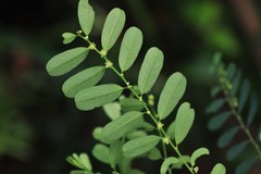 Phyllanthus gunnii