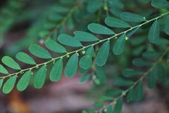 Phyllanthus gunnii