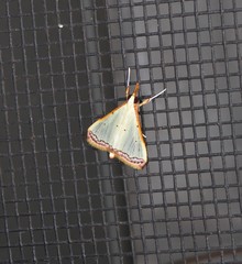 Autocharis hedyphaes