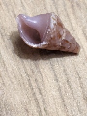 Mitrella semiconvexa