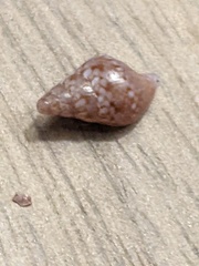 Mitrella semiconvexa