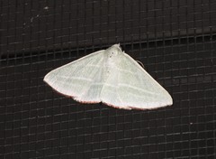 Oenochroma infantilis