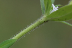 Spermacoce senensis