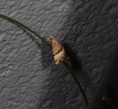 Pseudozarba orthopetes