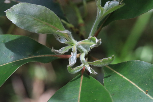 Lophostemon confertus
