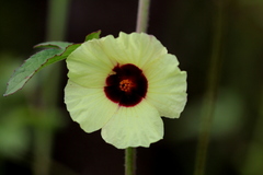 Hibiscus nigricaulis