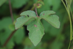 Hibiscus nigricaulis