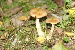 Inocybe dulcamara