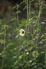 Hibiscus nigricaulis