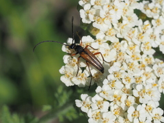 Stenurella jaegeri