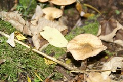 Fungi