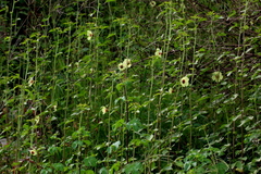 Hibiscus nigricaulis