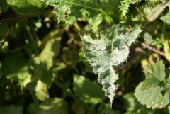 Golovinomyces sonchicola