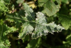 Golovinomyces sonchicola