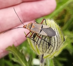 Dysdercus nigrofasciatus