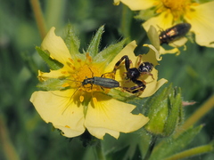 Oedemera virescens