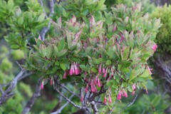 Vaccinium cylindraceum