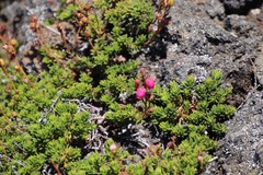 Daboecia azorica