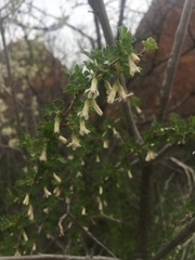 Ribes leptanthum